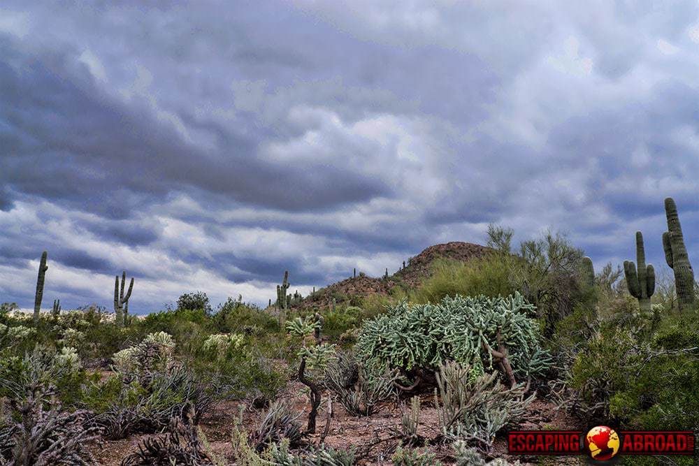 desert botanical gardens