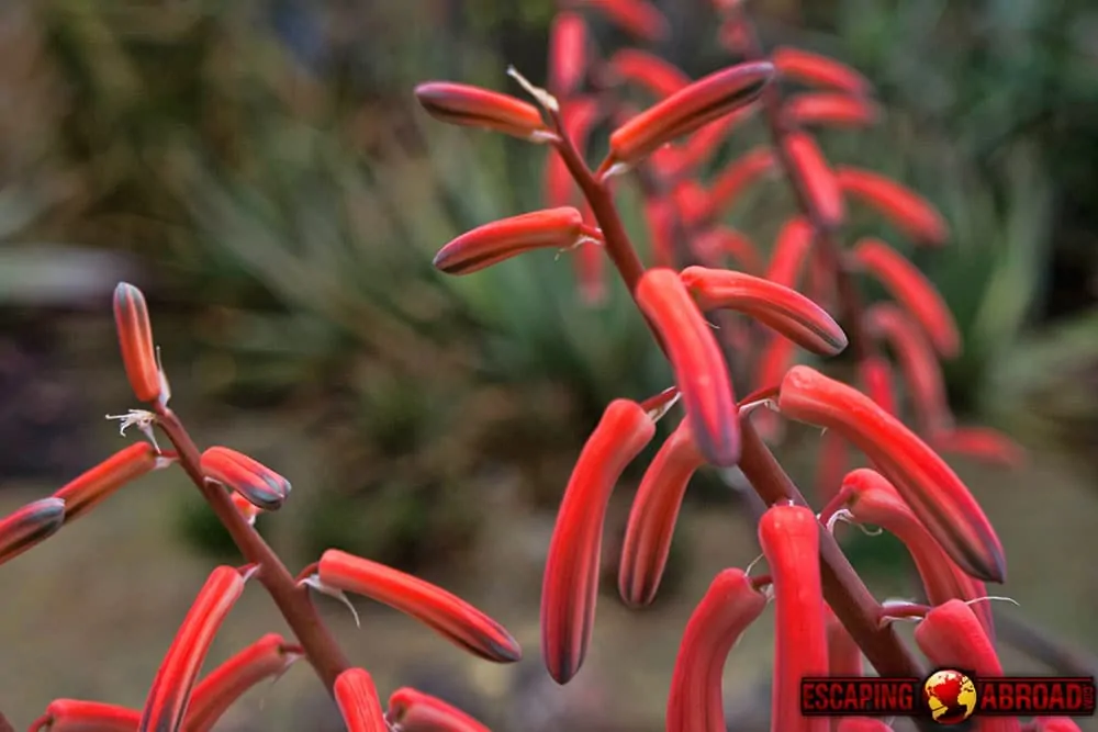 desert botanical gardens