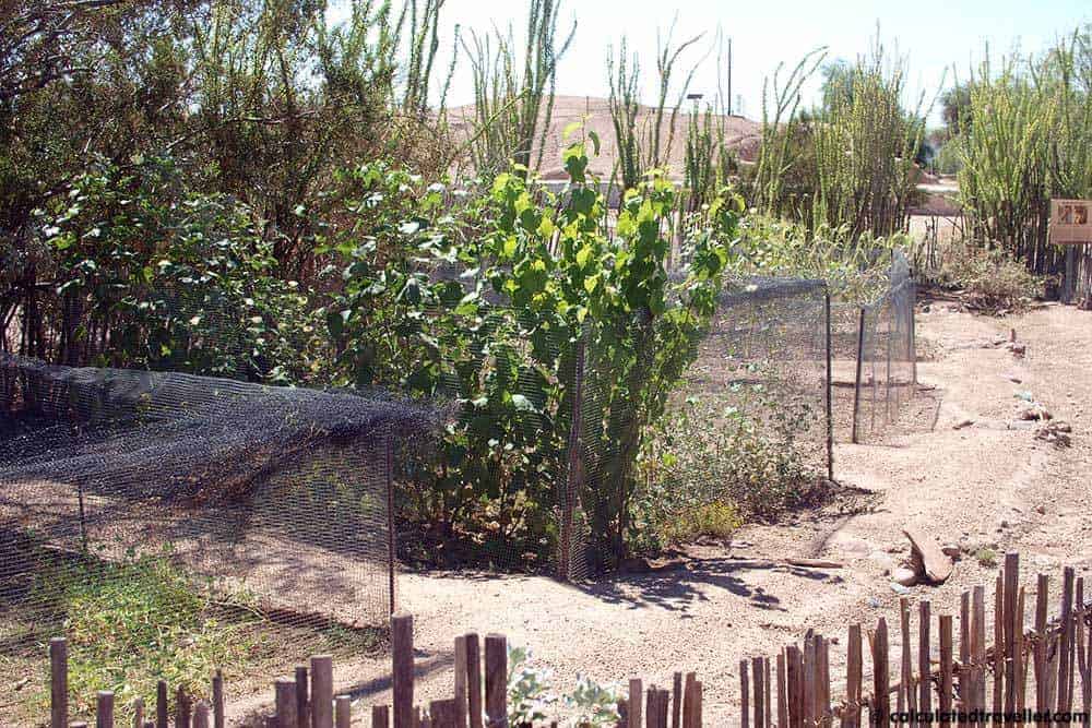 pueblo grande museum
