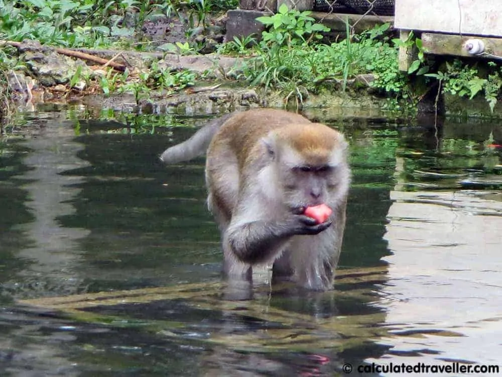 monkey jungle