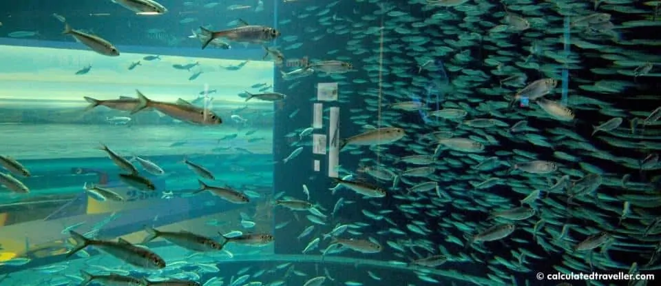 ripley's aquarium