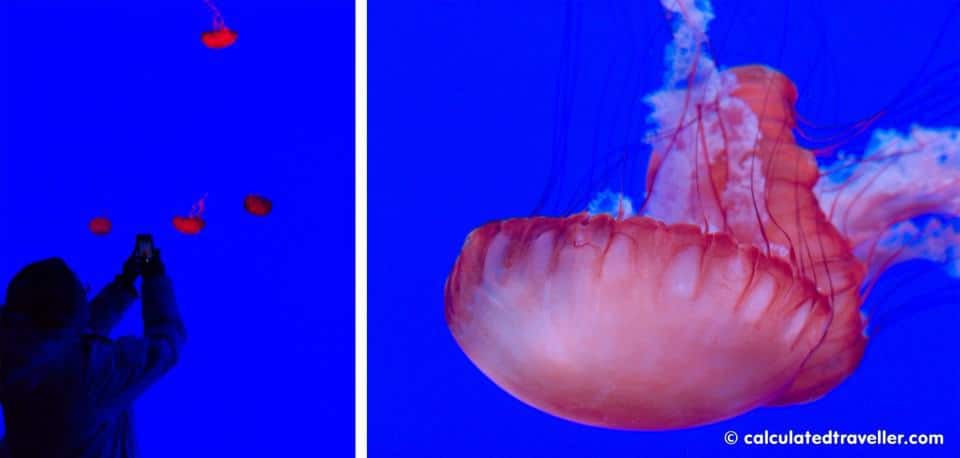 ripley's aquarium