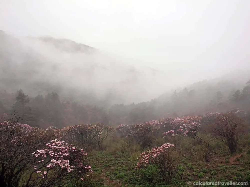 homme sauvage de shennongjia