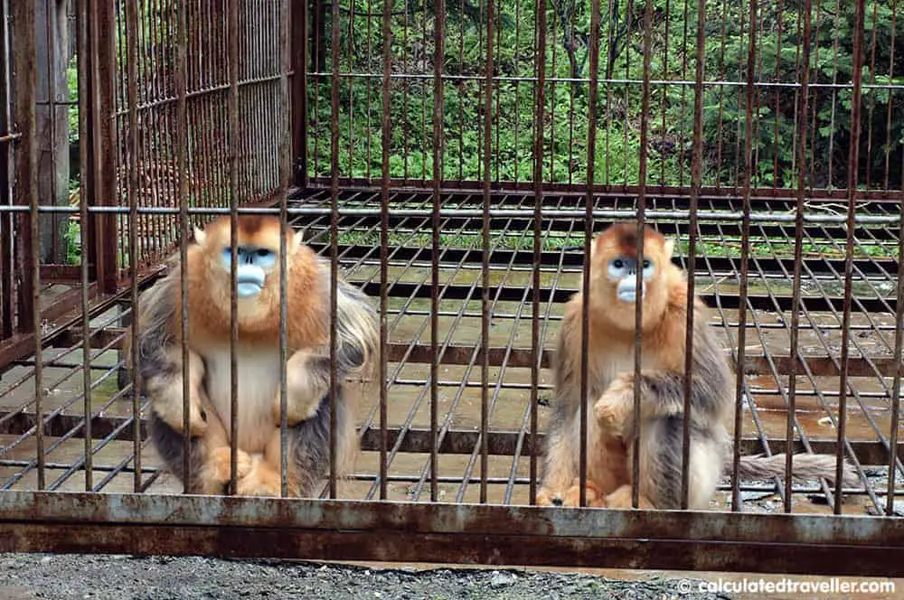 Singes dorés au nez retroussé de Shennongjia
