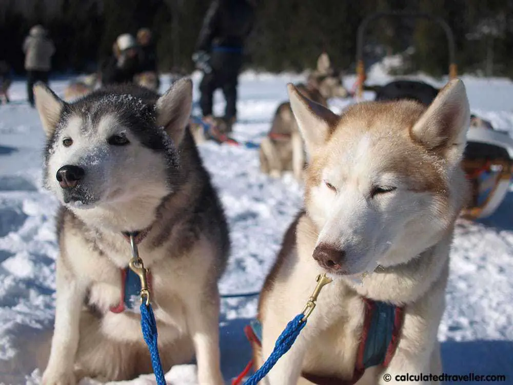 Winterdance Dogsled Tours - Calculated Traveller
