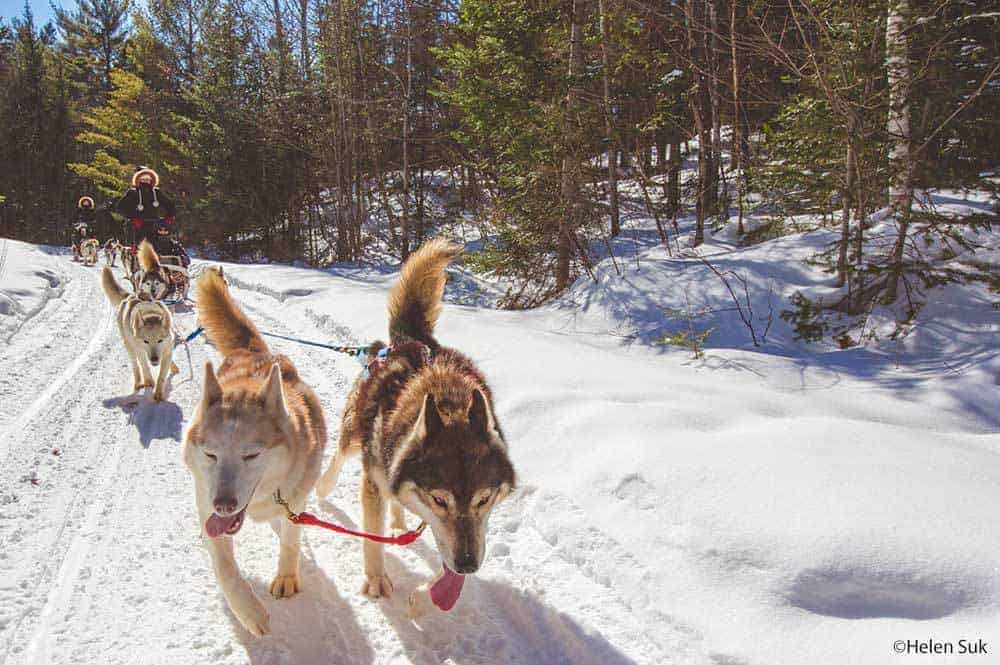 Winterdance Dog Sledding Calculated Traveller