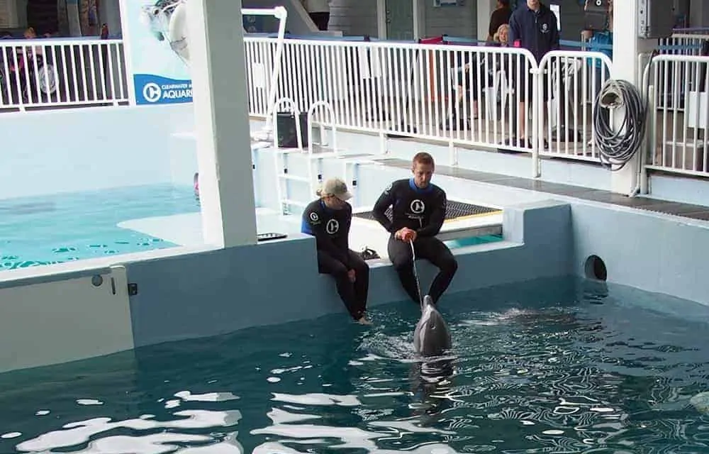 Winter and Hope at the Clearwater Marine Aquarium FL - Clearwater Aquarium Winter2 1000x640