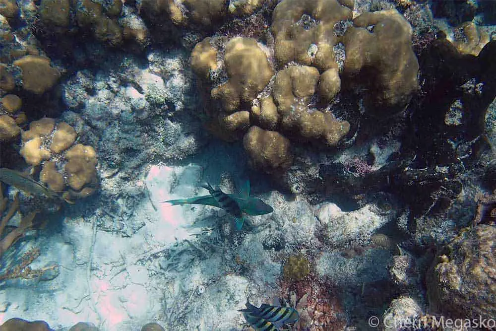 5 grandes plages de plongée en apnée dans les Caraïbes