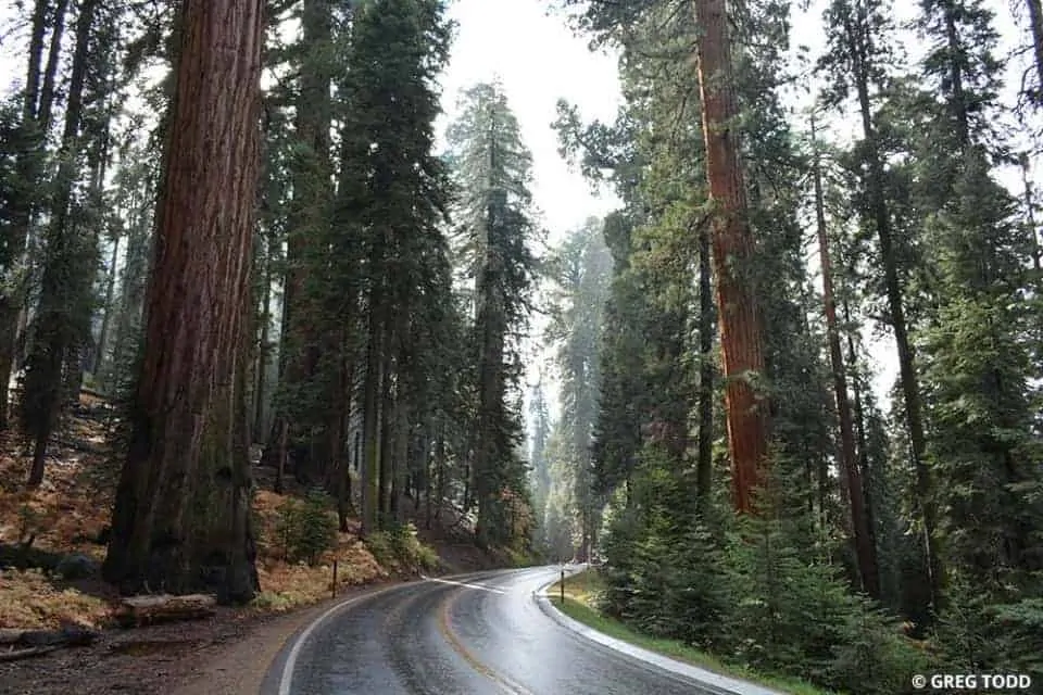 15 Tips for Exploring Sequoia National Park by Car