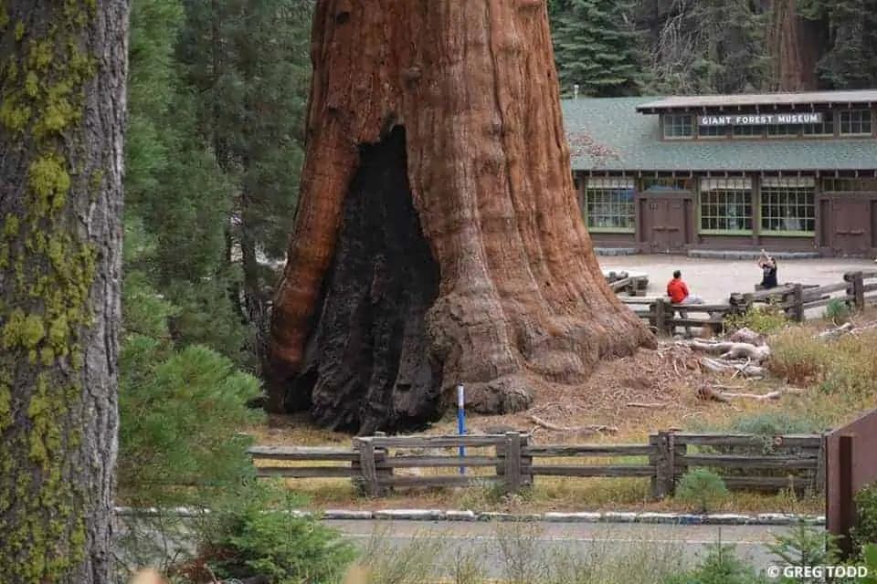 Exploring-Sequoia-National-Park-by-Car-5
