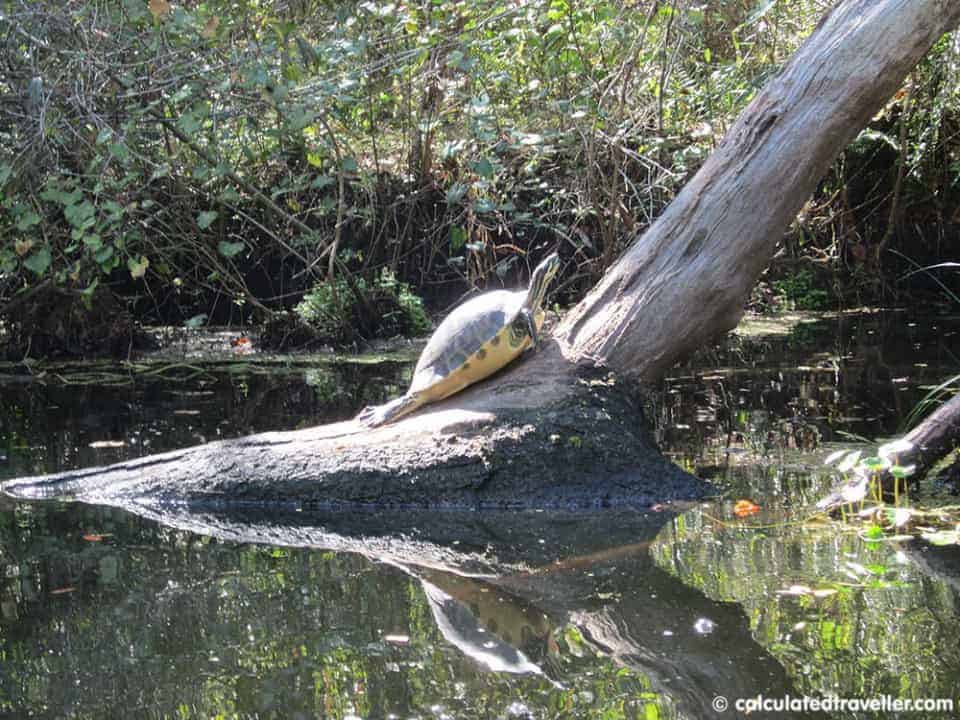 Kayaking Shingle Creek Kissimmee Florida