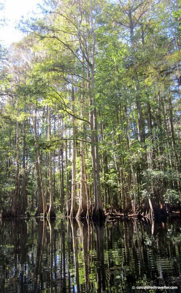 Kayaking Shingle Creek Kissimmee Florida by Calculated Traveller