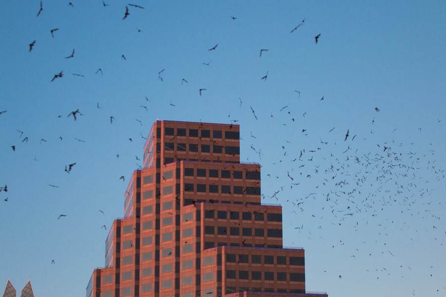 A Date with the Bats of Austin Texas
