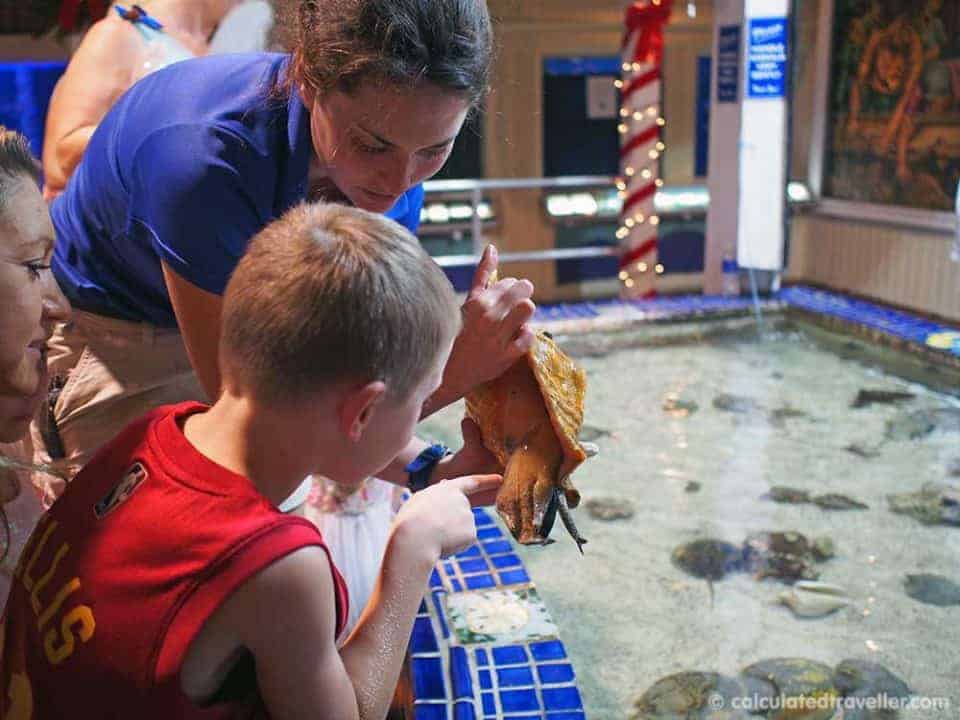 Key West Aquarium touch tank