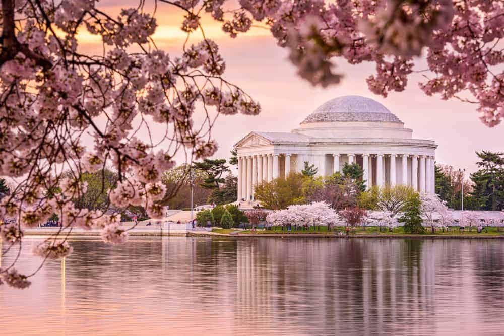 Fleurs de cerisier commémoratives Thomas Jefferson