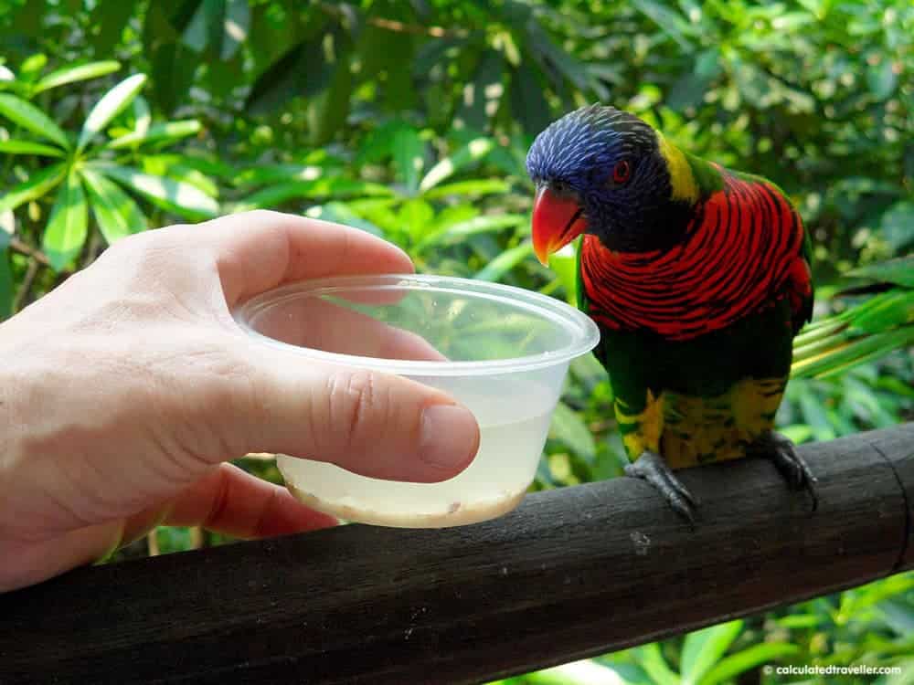 Family-Friendly Animal Fun in Singapore - Jurong Bird Park Lory Feeding