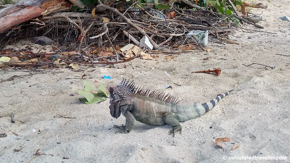 An Enjoyable Day on Emerald Beach in St Thomas USVI - Iguana