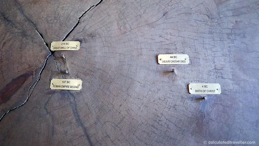 Sequioa tree slice on display in the Sequoia Library