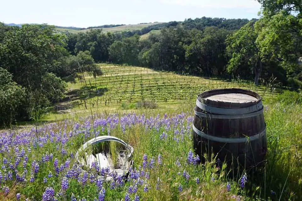 Dunning Vineyards