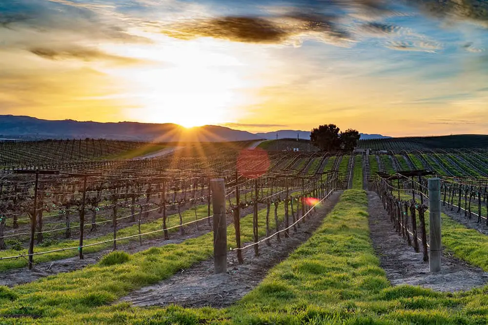 Vineyard in Paso Robles California