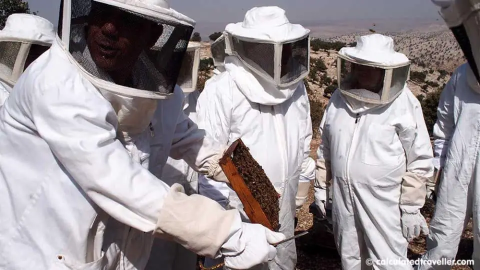 examining the bees in the Jordan Valley