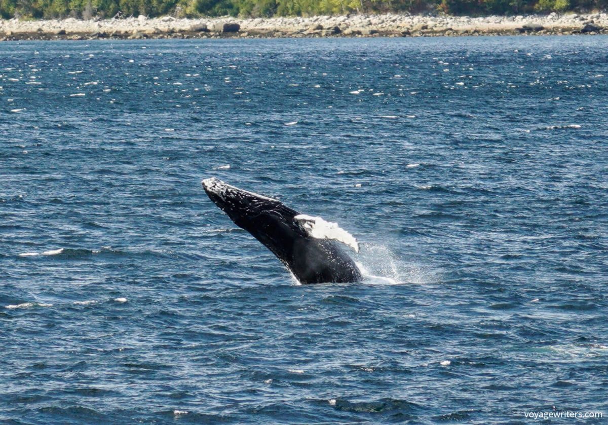 humpback whale breeching in Quebec Maritimes