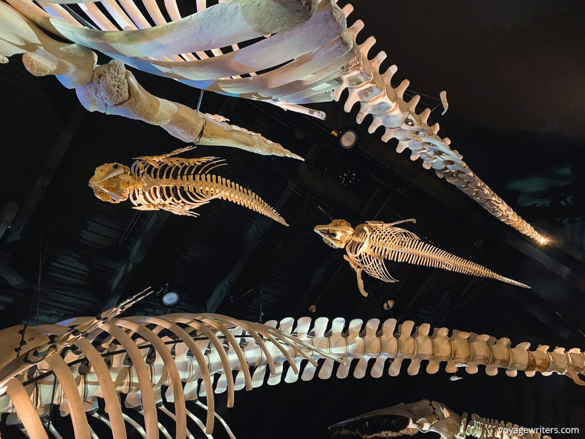 Marine skeletons