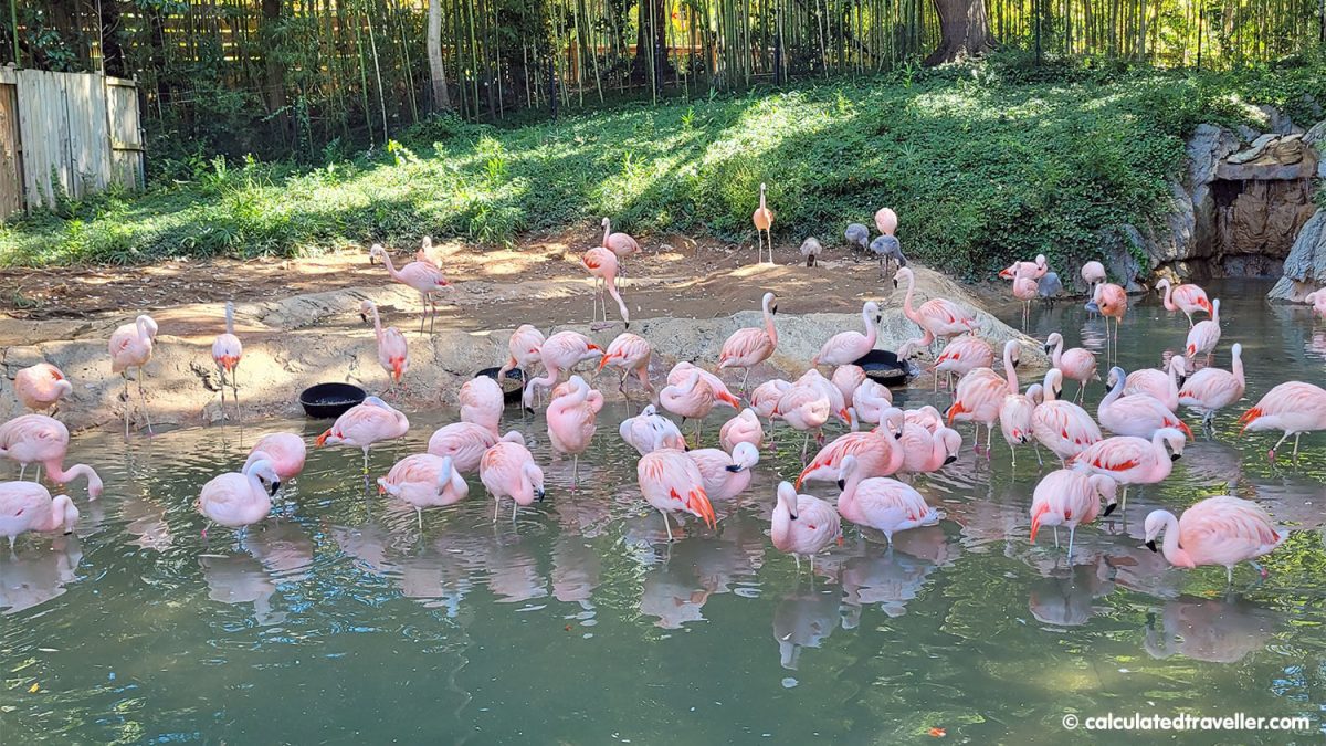 flamingos at Zoo Atlanta Georgia
