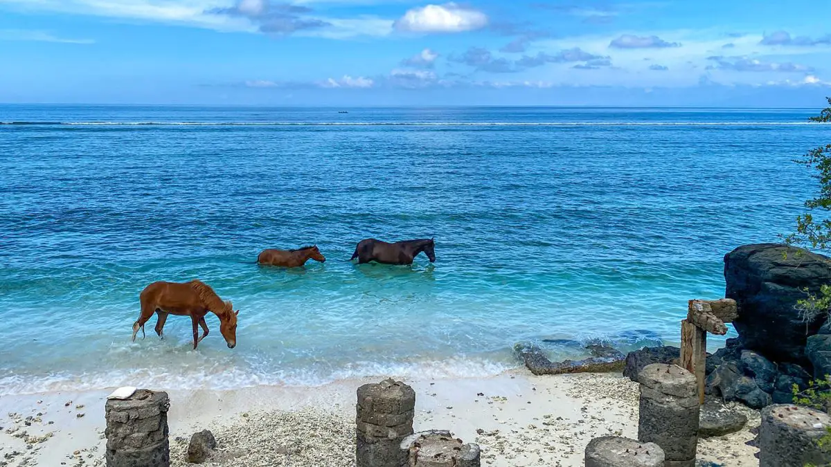 阿魯巴島的獨特活動是騎馬