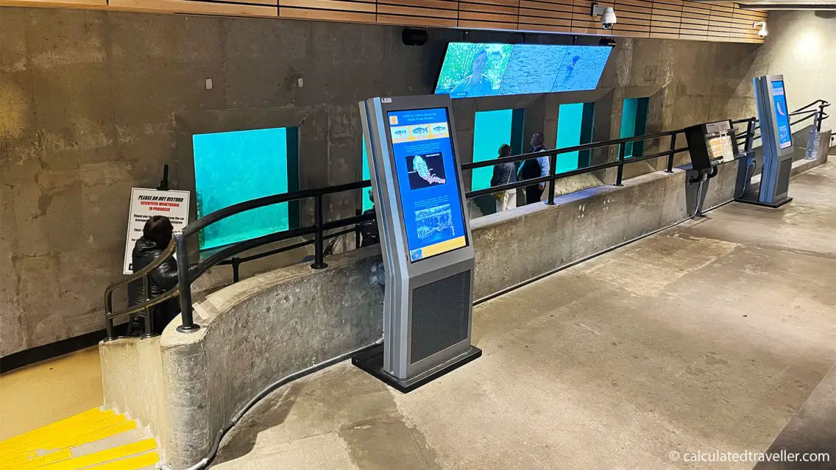 Underground viewing room of the Ballard Locks Fishing Ladder Seattle